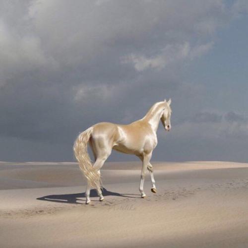 Почти единорог.  Прекрасные ахалтекинцы. 02