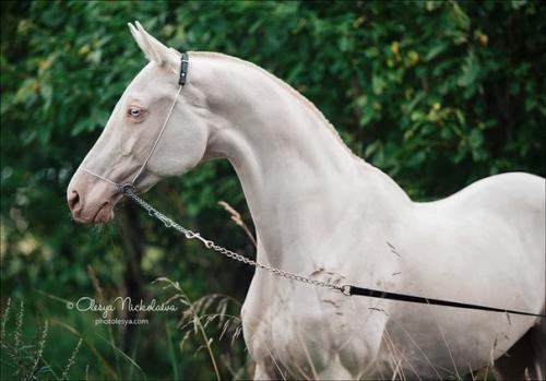 Почти единорог.  Прекрасные ахалтекинцы. 03