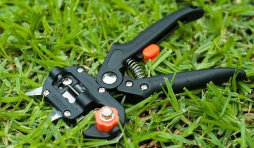 Ли садоводу прививочный секатор нужен? 01 Ли садоводу прививочный секатор нужен? 01