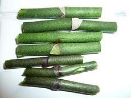 Как размножать орхидею фаленопсис. 03