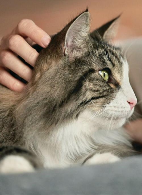 Комплименты и ласковые слова положительное влияние на самочувствие кошек оказывают. 01