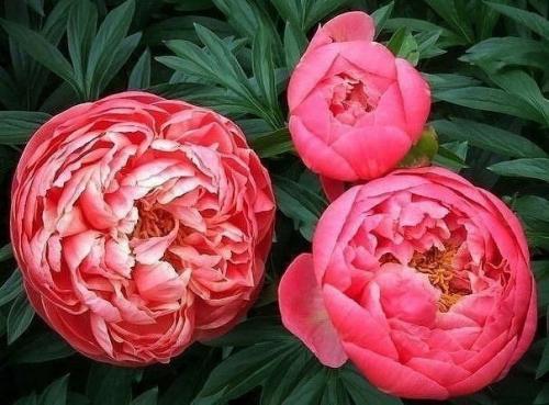 4 этапа внесения удoбpeний для пиoнов. 02