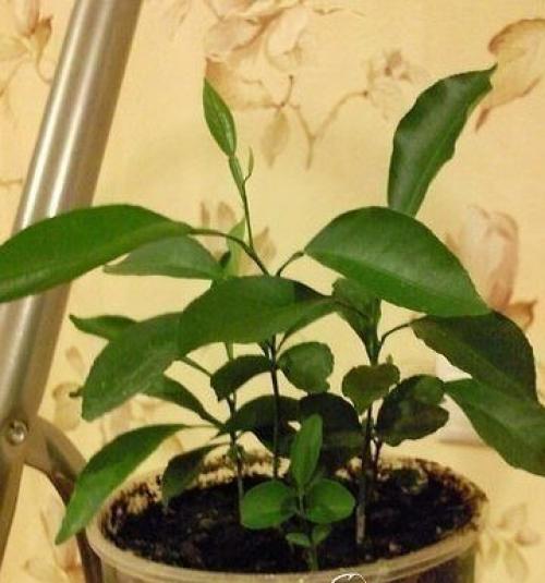 Как вырастить апельсиновое дерево из косточки. 07 Как вырастить апельсиновое дерево из косточки. 07