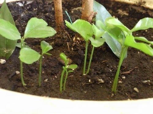 Как вырастить апельсиновое дерево из косточки. 06 Как вырастить апельсиновое дерево из косточки. 06