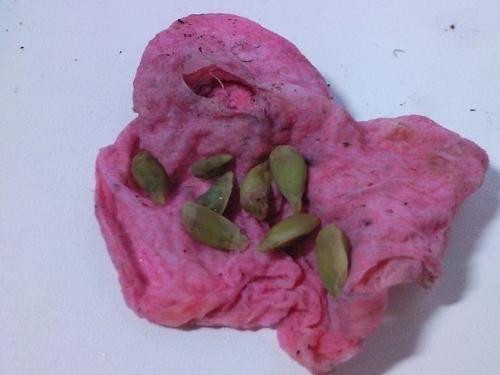 Как вырастить апельсиновое дерево из косточки. 01 Как вырастить апельсиновое дерево из косточки. 01