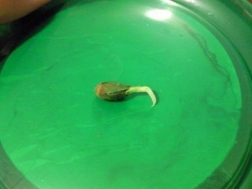 Как вырастить апельсиновое дерево из косточки. 03 Как вырастить апельсиновое дерево из косточки. 03