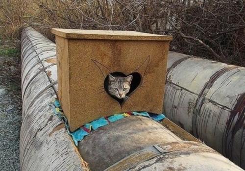 Неравнодушные люди помогают бездомным котикам и делают для них вот такие домики. 01