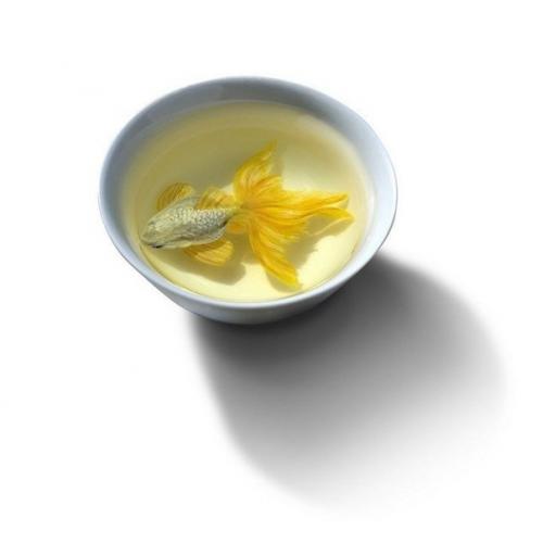 Гиперреалистичные животные из акрила и смолы. 02