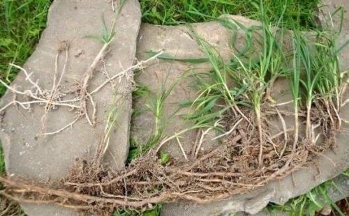 Kак победить пырей на участке.
