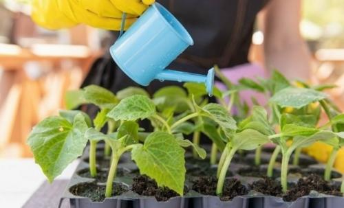 Три народных средства для крепкой рассады томатов.
