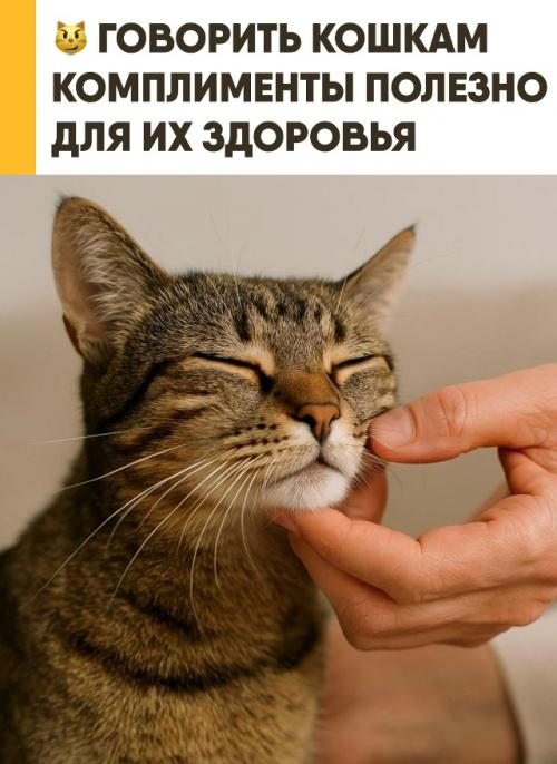 Комплименты и ласковые слова положительное влияние на самочувствие кошек оказывают. 

