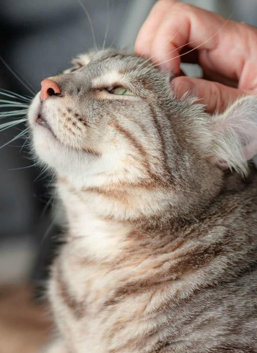 Комплименты и ласковые слова положительное влияние на самочувствие кошек оказывают. 02