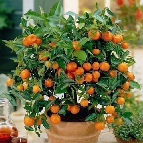 Как вырастить апельсиновое дерево из косточки. 08 Как вырастить апельсиновое дерево из косточки. 08