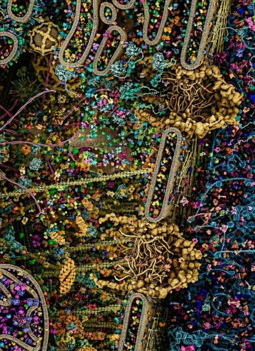 Одна клетка кажется невероятно обширной в трёхмерной реконструкции. 02