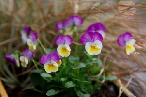 Виола - любимая внучка фиалки. 03 Виола - любимая внучка фиалки. 03