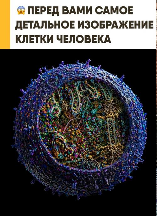 Одна клетка кажется невероятно обширной в трёхмерной реконструкции. 
