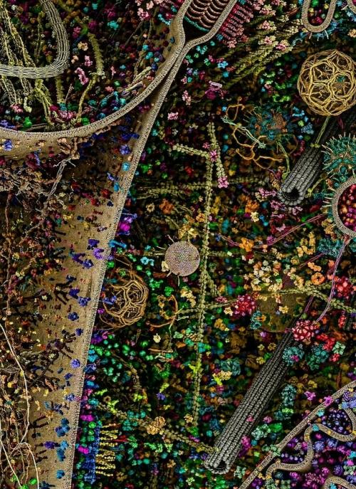 Одна клетка кажется невероятно обширной в трёхмерной реконструкции. 01