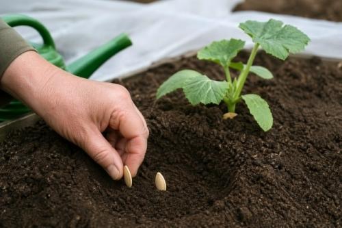 Хитрости выращивания кабачков: 
