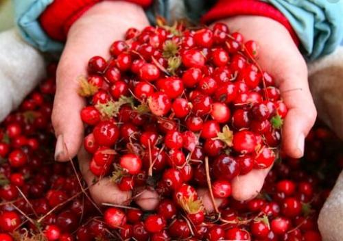 Пятерка лучших природных антибиотиков. 01 Пятерка лучших природных антибиотиков. 01