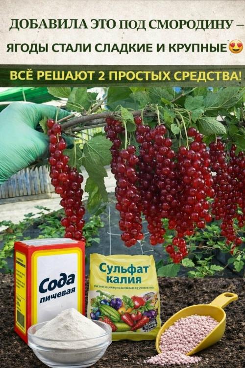 Kpaxмал и зола для смородины - секрет сладких ягод.

