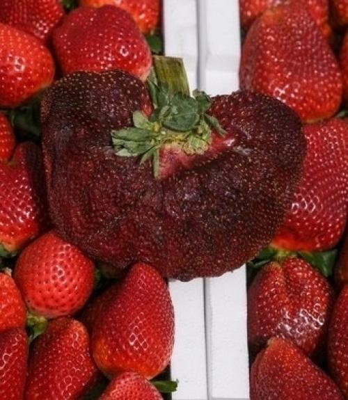 Повеяло летом.  Клубника рекорд установила. 02