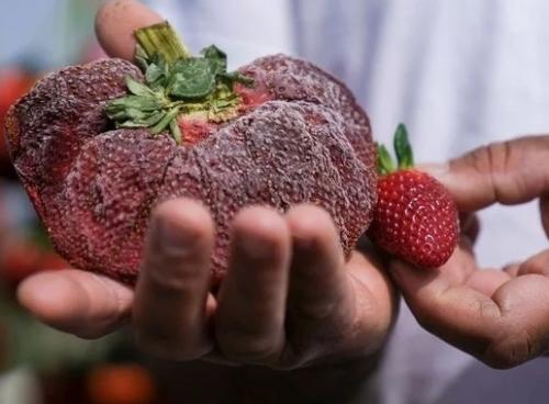 Повеяло летом.  Клубника рекорд установила. 01