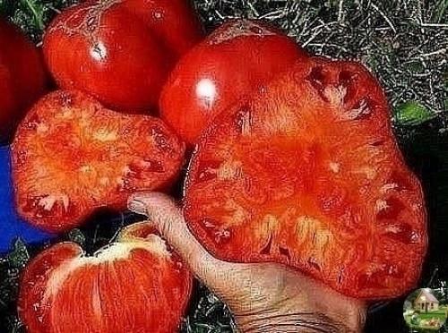 Советы дачникам. 

* Борная кислота: 

