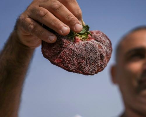 Повеяло летом.  Клубника рекорд установила.

