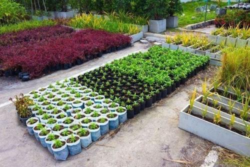 Выращивание овощей по Джону джевонсу - небывалый урожай. 01