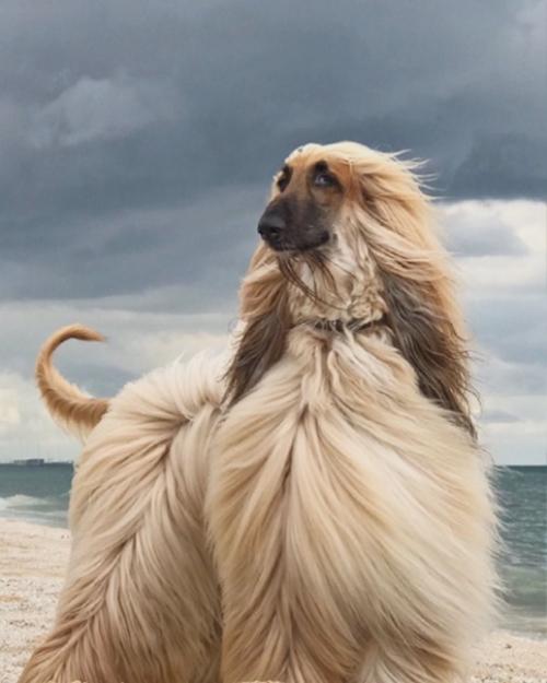 Невероятно харизматичная модель - собакен по кличке Aston очень любил фотосессии, а по эпичности с ним мало кто мог сравниться. 04