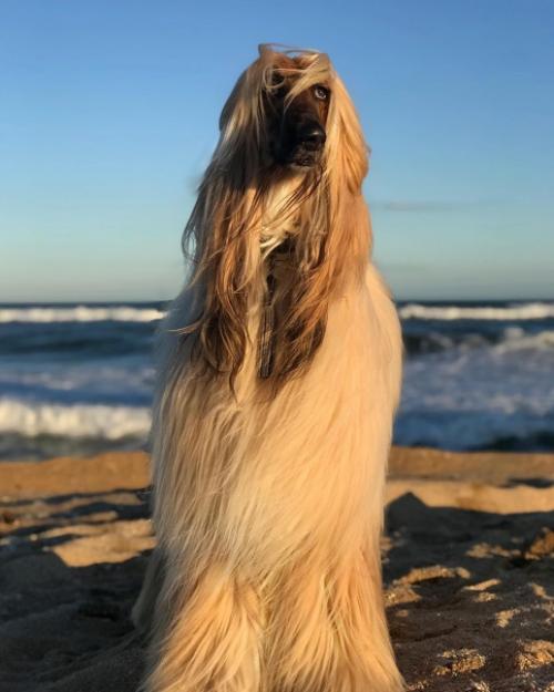 Невероятно харизматичная модель - собакен по кличке Aston очень любил фотосессии, а по эпичности с ним мало кто мог сравниться. 06