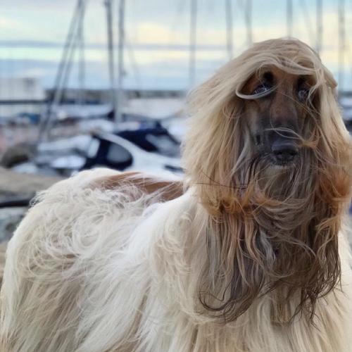 Невероятно харизматичная модель - собакен по кличке Aston очень любил фотосессии, а по эпичности с ним мало кто мог сравниться. 02