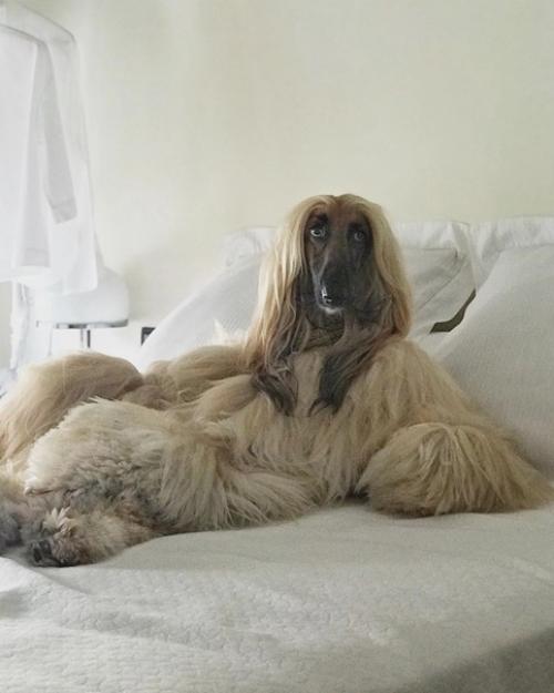 Невероятно харизматичная модель - собакен по кличке Aston очень любил фотосессии, а по эпичности с ним мало кто мог сравниться. 08