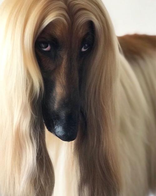 Невероятно харизматичная модель - собакен по кличке Aston очень любил фотосессии, а по эпичности с ним мало кто мог сравниться. 01