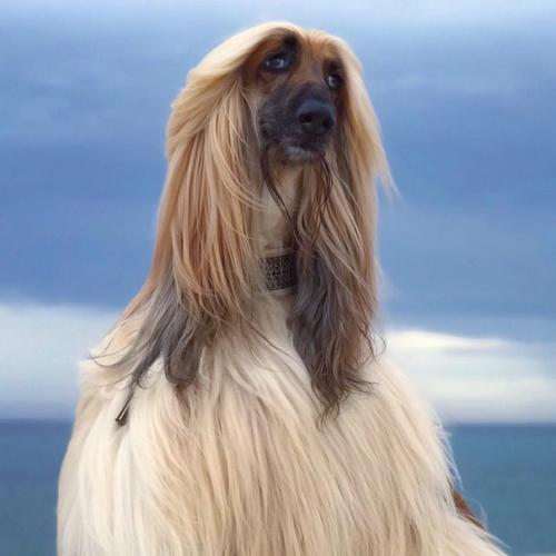 Невероятно харизматичная модель - собакен по кличке Aston очень любил фотосессии, а по эпичности с ним мало кто мог сравниться. 03