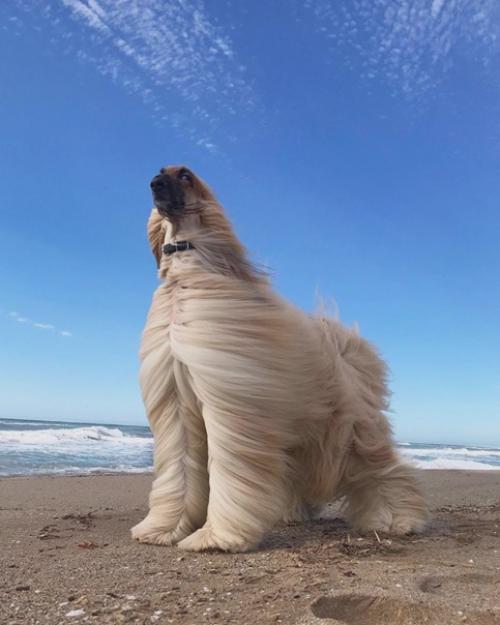 Невероятно харизматичная модель - собакен по кличке Aston очень любил фотосессии, а по эпичности с ним мало кто мог сравниться. 09