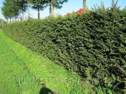 Одним из способов укрыться от любопытных глаз соседей может быть установка живой изгороди. 02