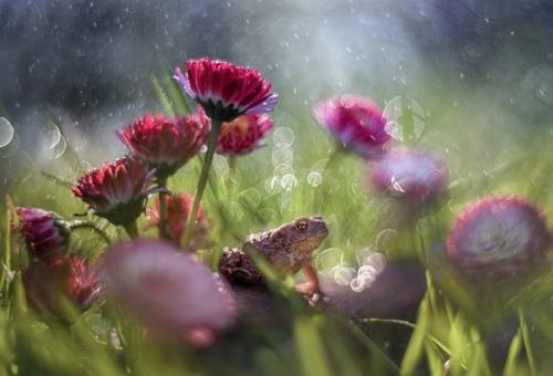 Королева маргариток. Снято на Meyer - Optik G Rlitz Oreston 50 mm f/ 1. 8. 01