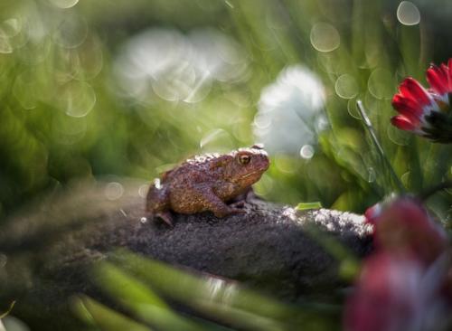 Королева маргариток. Снято на Meyer - Optik G Rlitz Oreston 50 mm f/ 1. 8. 04