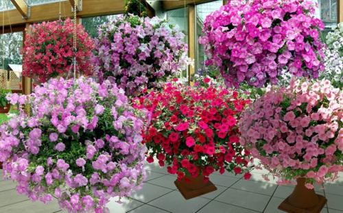 Мы превращаем петунии в ФЕЙЕРВЕРК цветов. 02