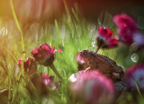 Королева маргариток. Снято на Meyer - Optik G Rlitz Oreston 50 mm f/ 1. 8. 03