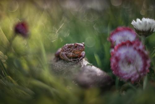 Королева маргариток. Снято на Meyer - Optik G Rlitz Oreston 50 mm f/ 1. 8. 05