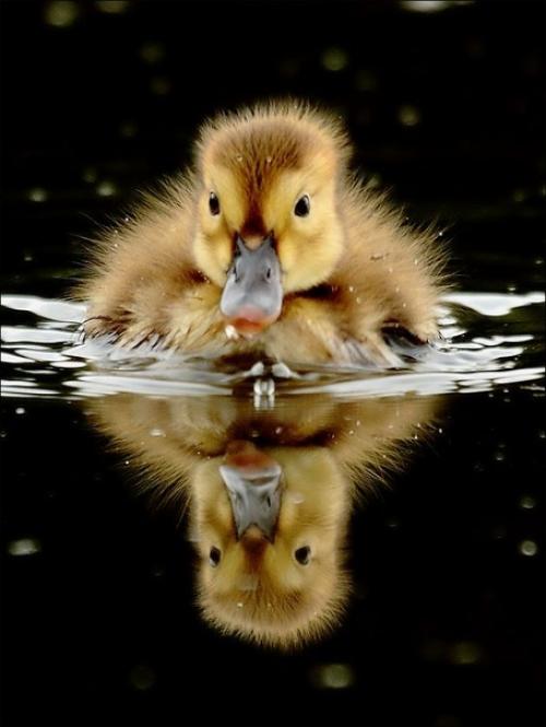 4 полезных совета по съемке отражений! 03 4 полезных совета по съемке отражений! 03