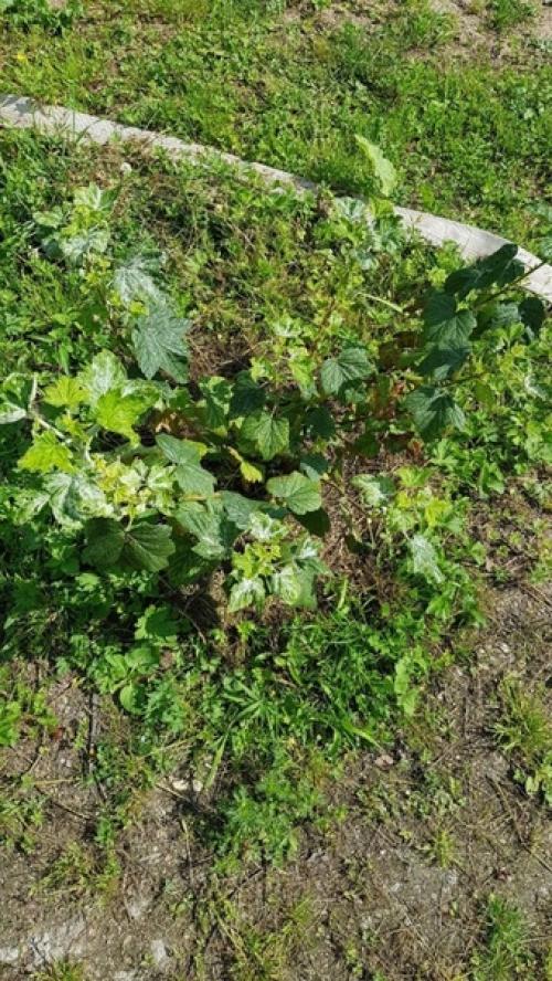 Здравствуйте, подскажите, пожалуйста, чем заболела моя чёрная смородина и как ее лечить? 02