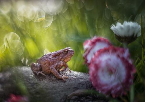 Королева маргариток. Снято на Meyer - Optik G Rlitz Oreston 50 mm f/ 1. 8. 02