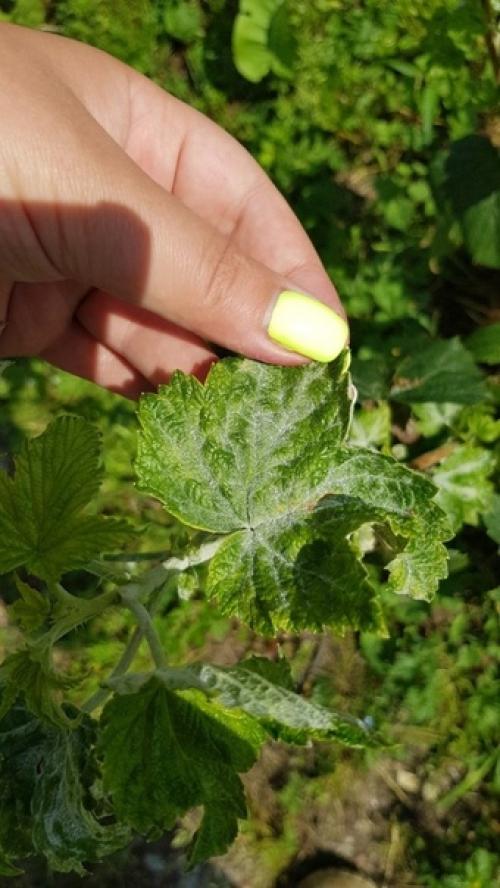 Здравствуйте, подскажите, пожалуйста, чем заболела моя чёрная смородина и как ее лечить? 01