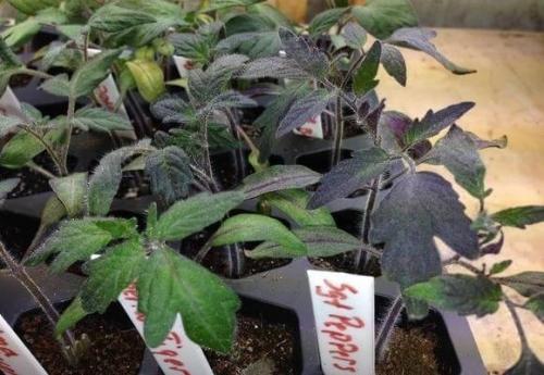 Лучшие подкормки для толстенькой рассады помидоров. 01