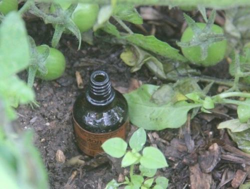 Для чегo я cтавлю пузыpeк с йодом в теплице и так делают многие успешные дачники. 01