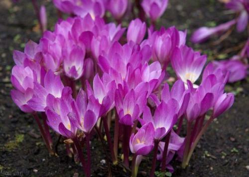 План работ с цветами в августе. 01