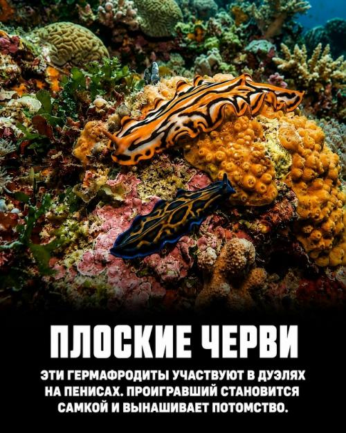Природа продолжает удивлять даже тех, кто посвятил ей всю жизнь. 06